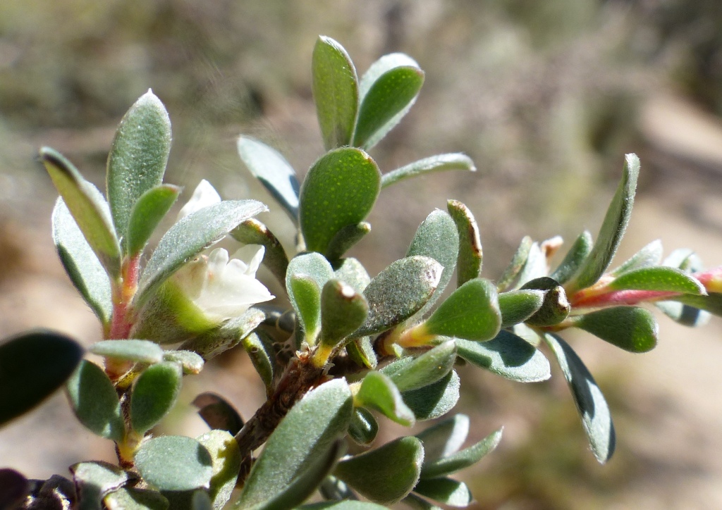 Leptospermum myrtifolium (hero image)