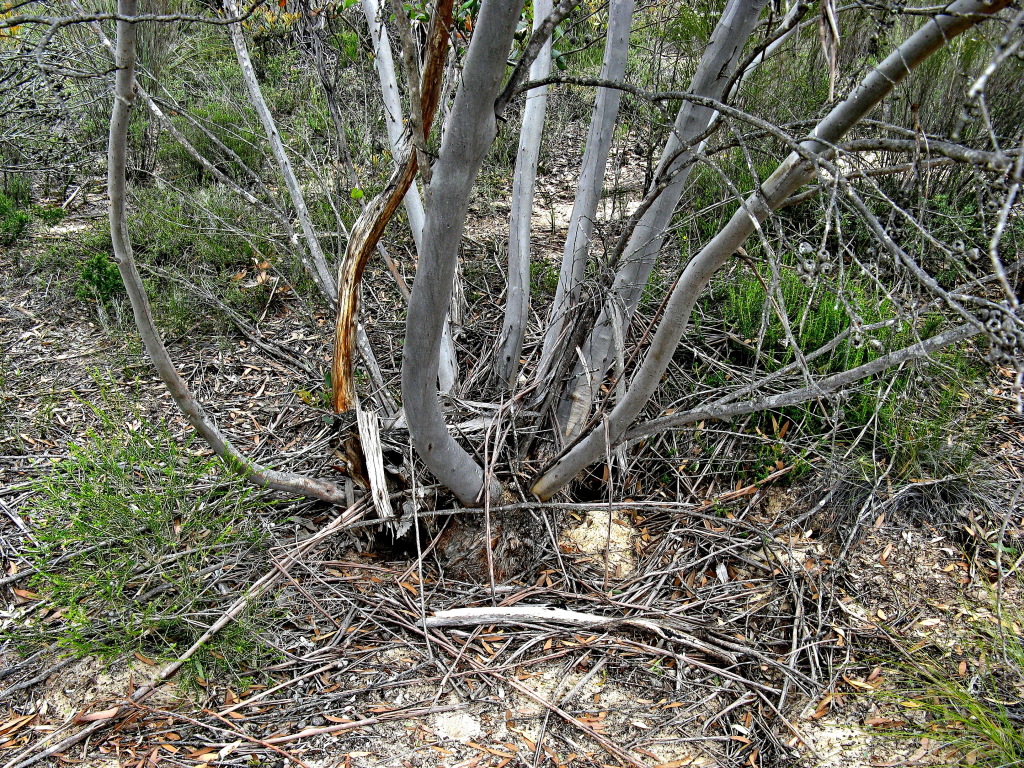 Eucalyptus diversifolia subsp. diversifolia (hero image)