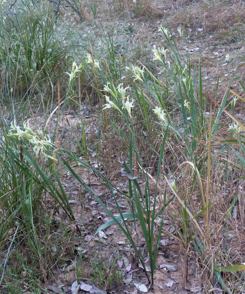 Gladiolus undulatus (hero image)