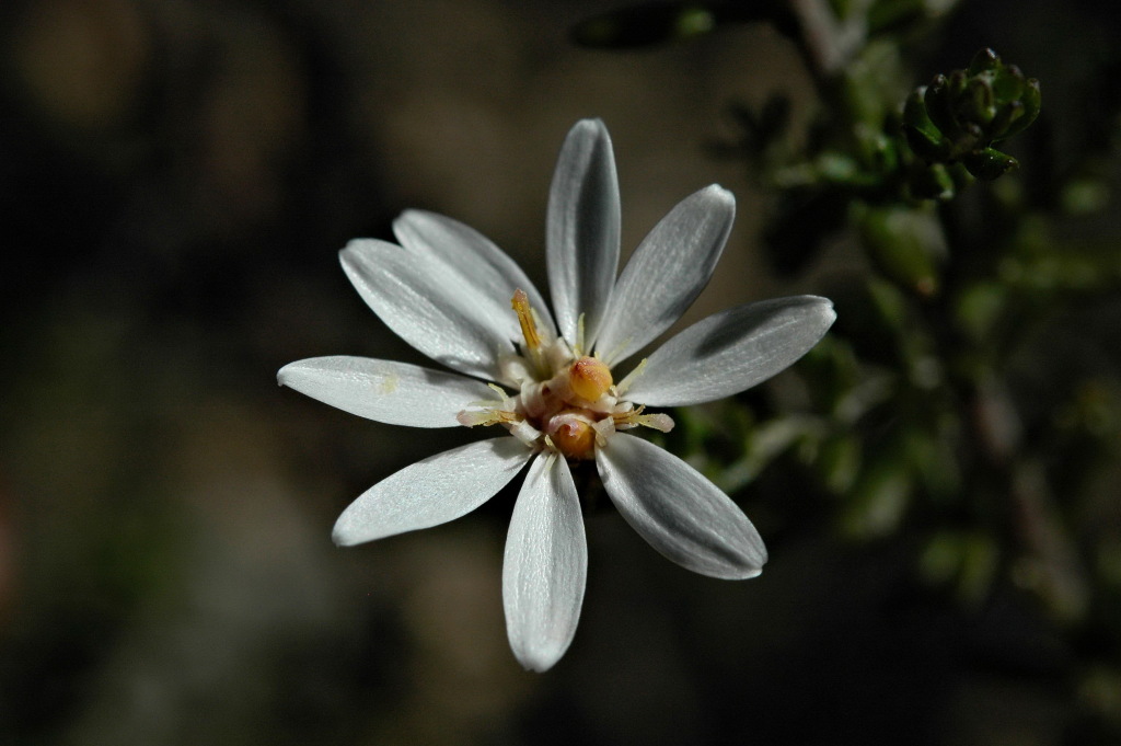 Olearia minor (hero image)