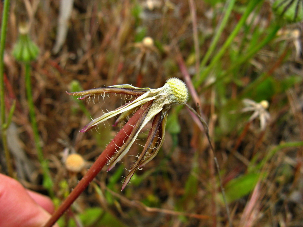 Urospermum picroides (hero image)