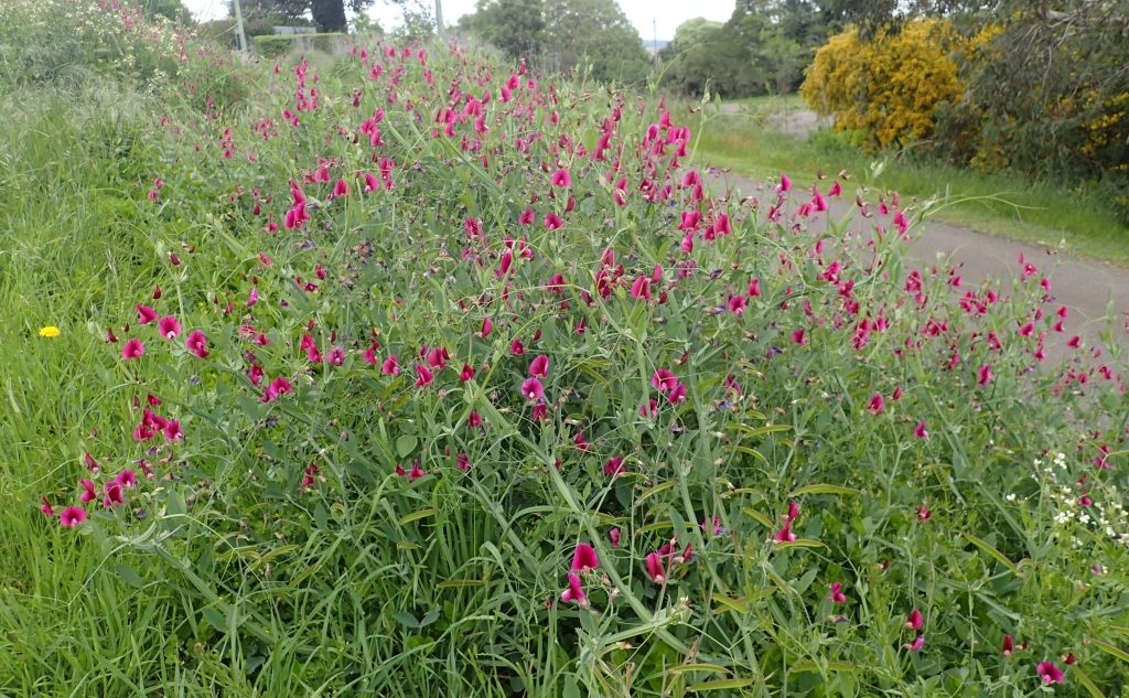 Lathyrus tingitanus (hero image)