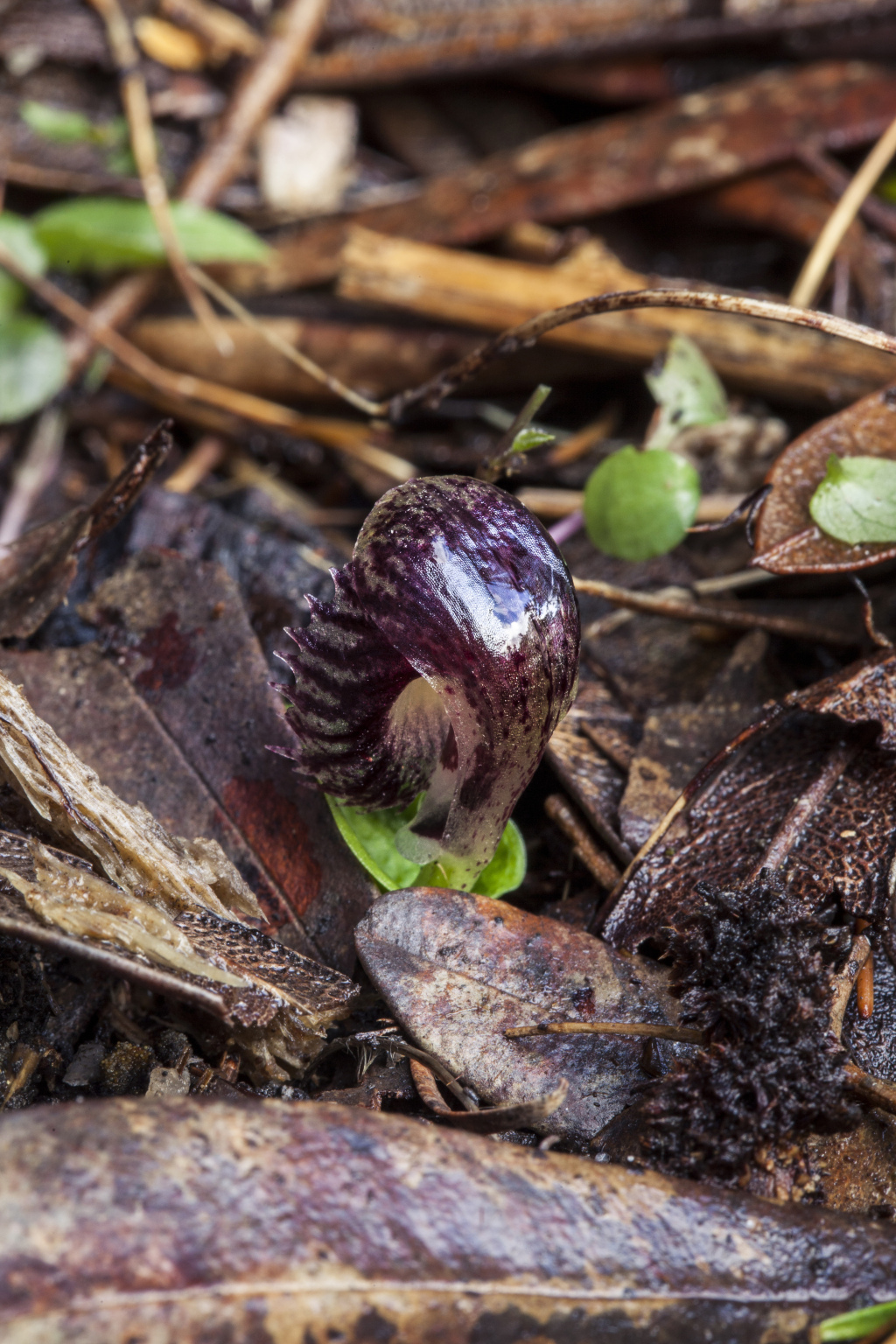 Corybas diemenicus (hero image)