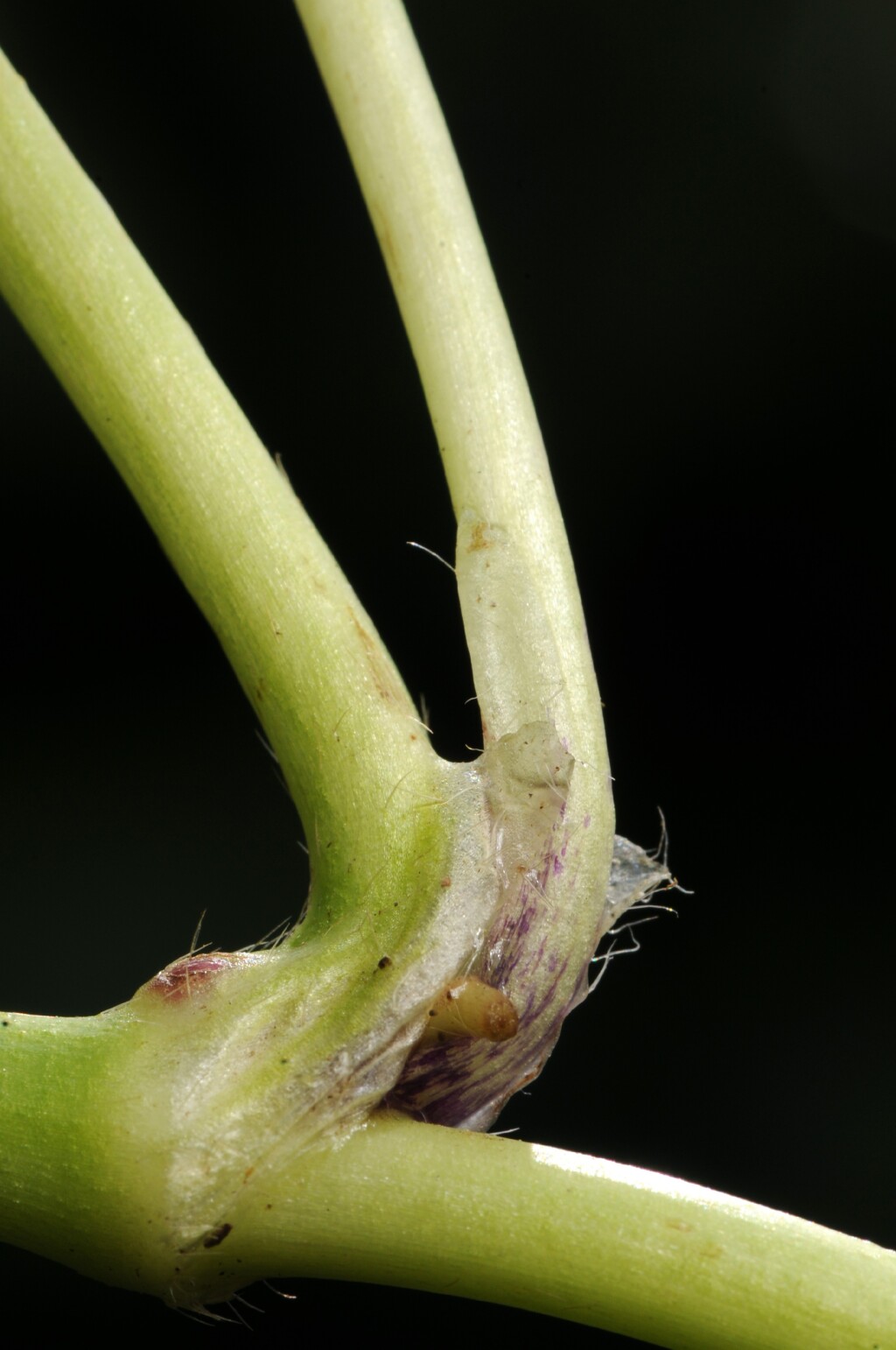 Ranunculus repens (hero image)