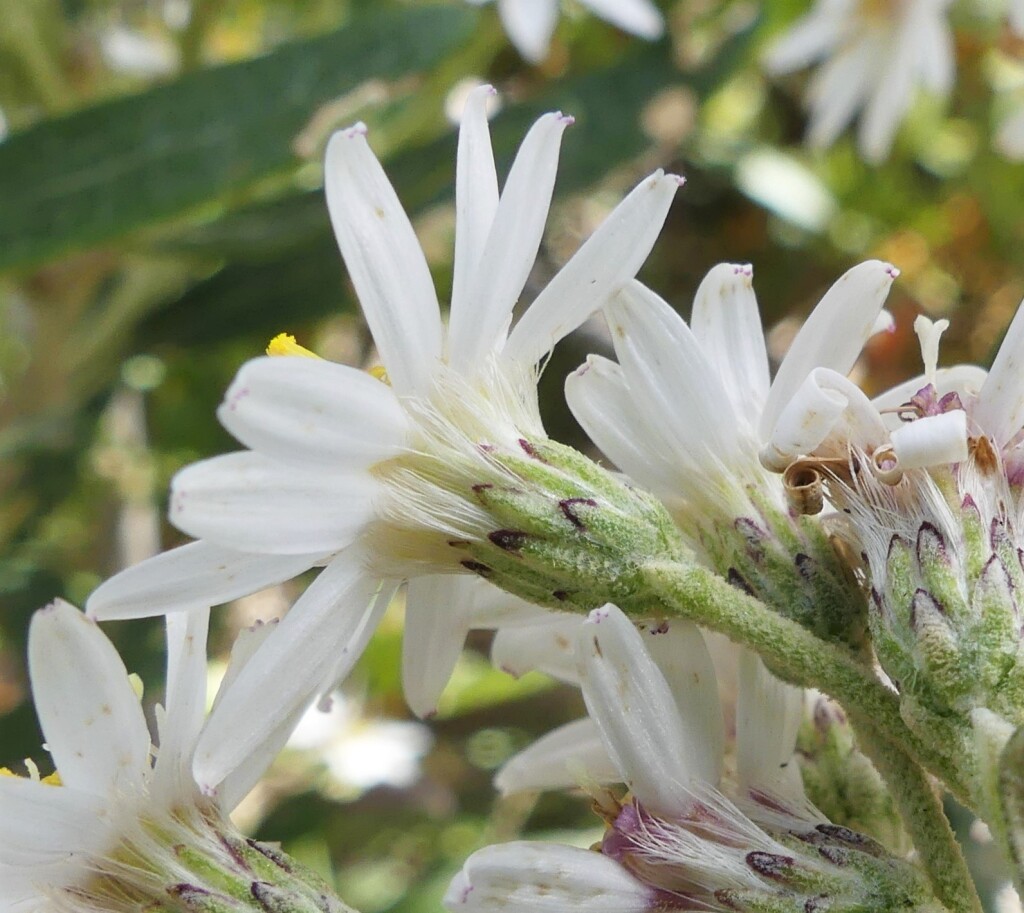 Olearia phlogopappa subsp. flavescens (hero image)