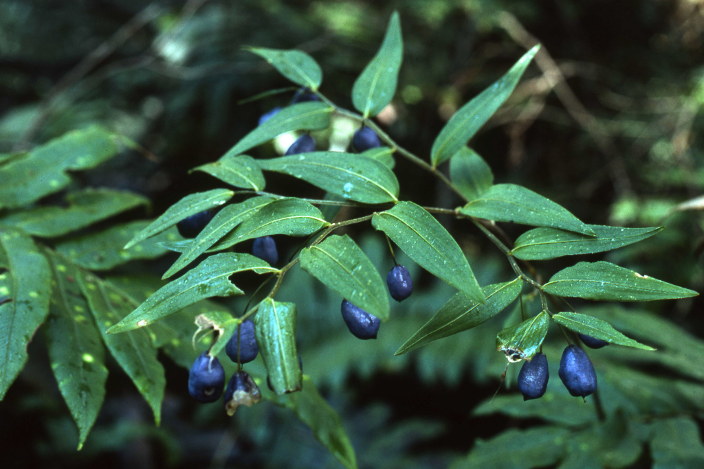 Drymophila (hero image)