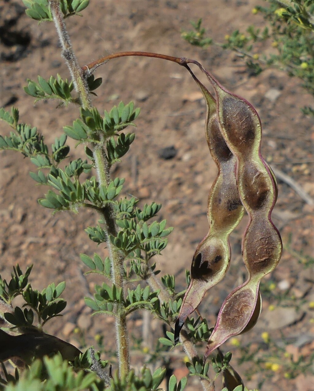 Acacia mitchellii (hero image)