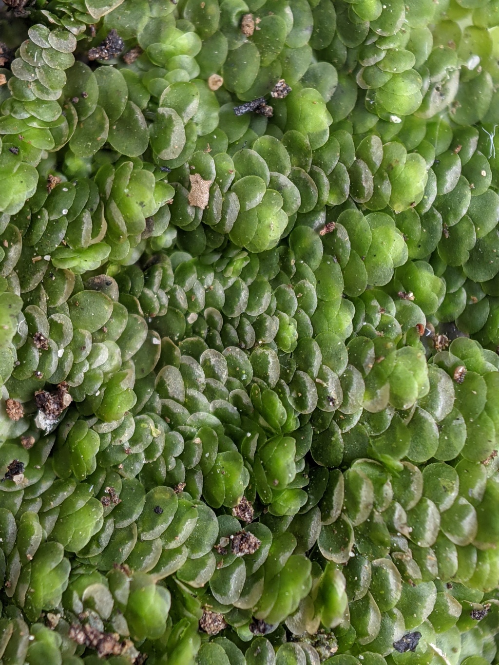 Frullania monocera (hero image)