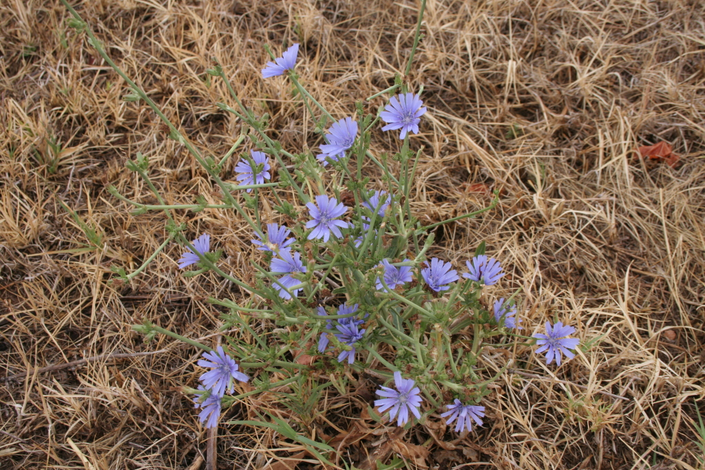 Cichorium (hero image)