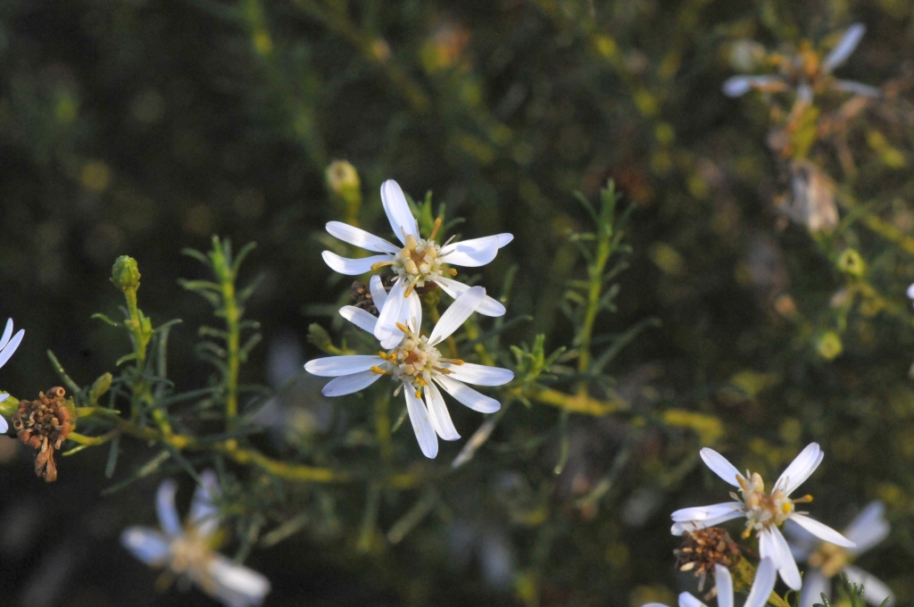 Olearia passerinoides subsp. glutescens (hero image)