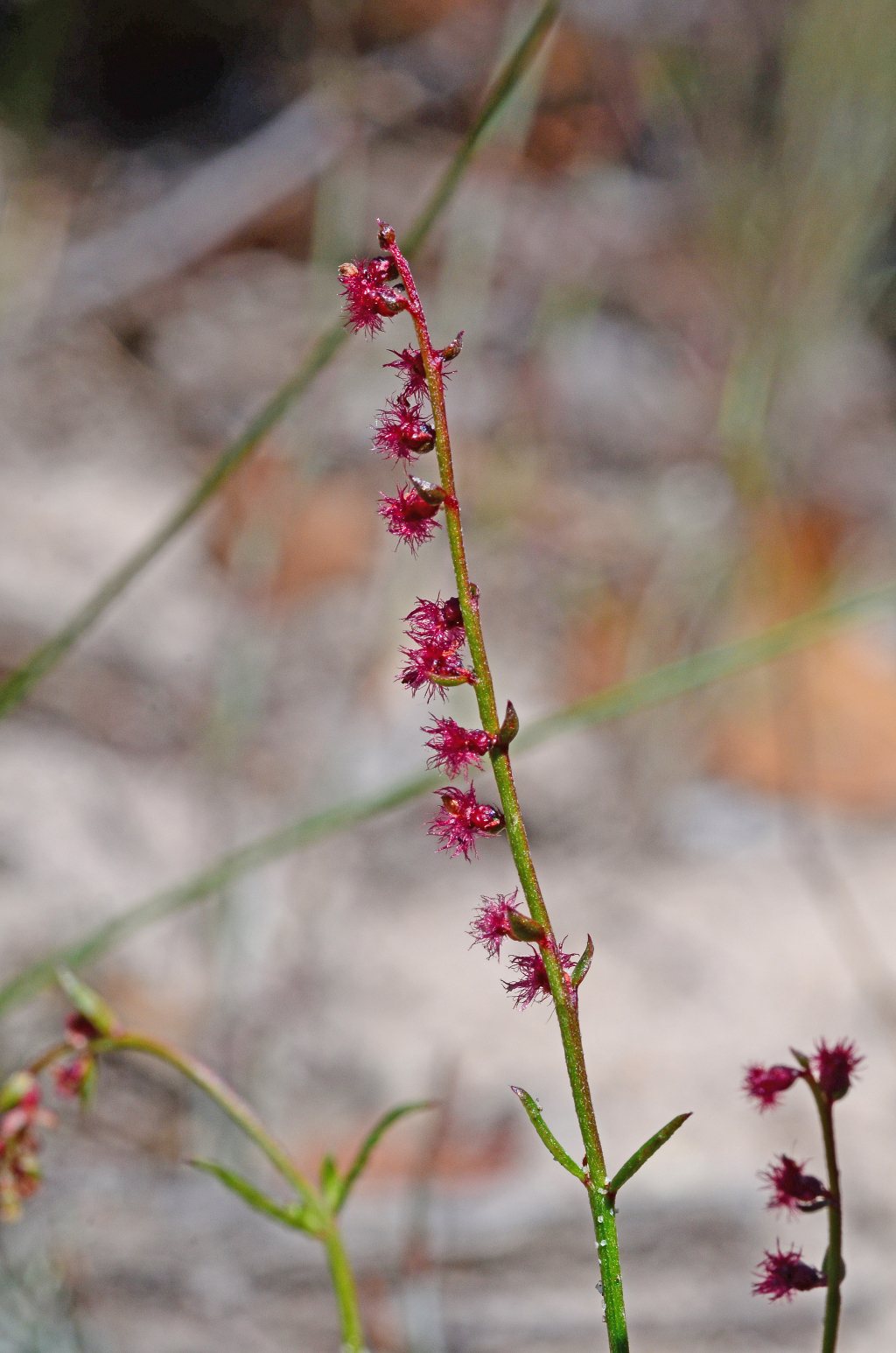 Gonocarpus tetragynus (hero image)