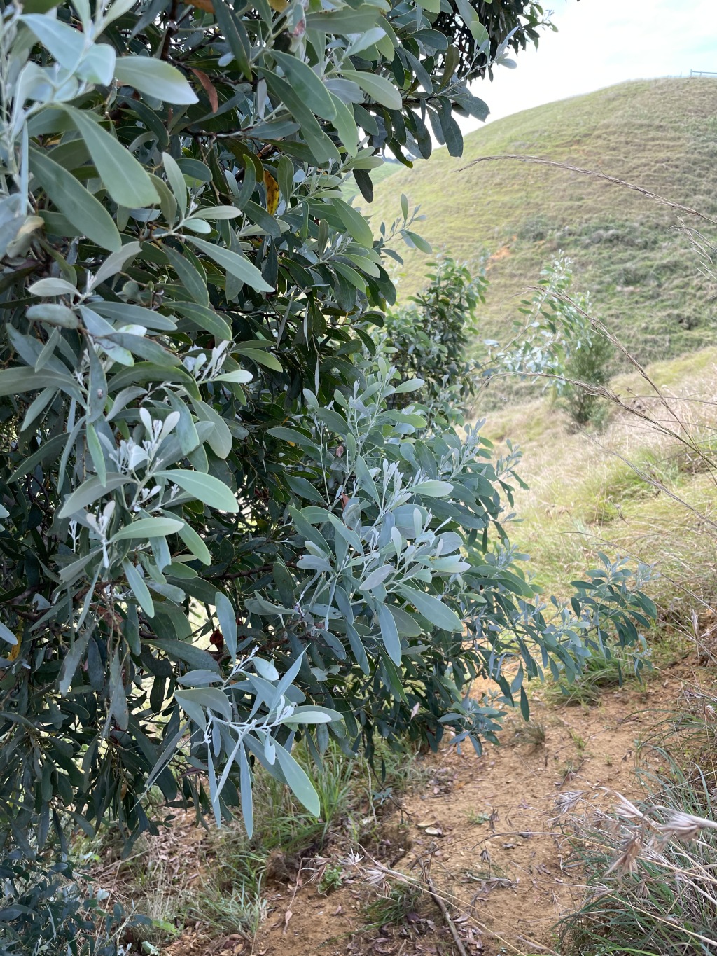 Acacia caerulescens (hero image)