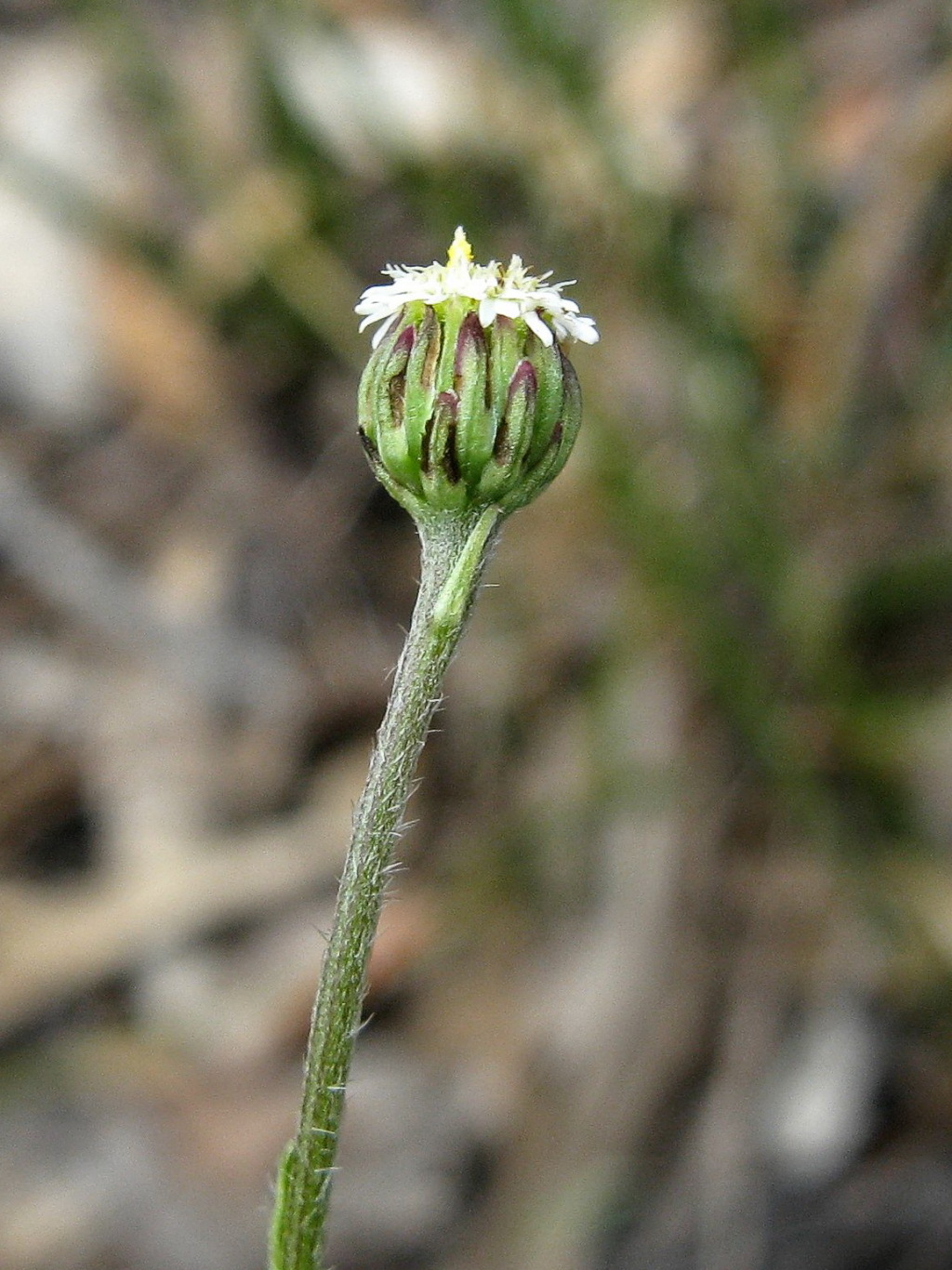 Lagenophora gunniana (hero image)