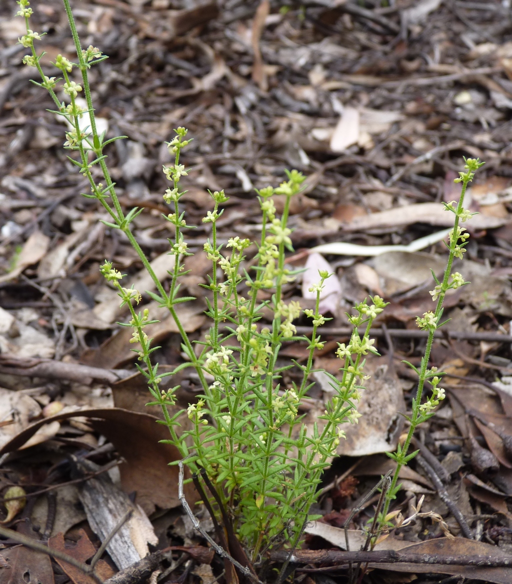 Galium gaudichaudii (hero image)
