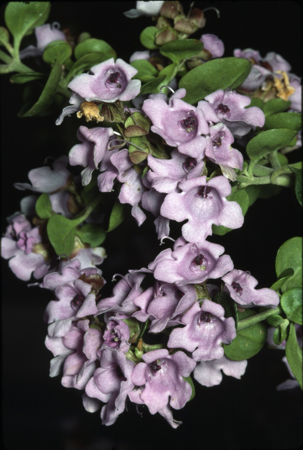 Prostanthera rotundifolia (hero image)