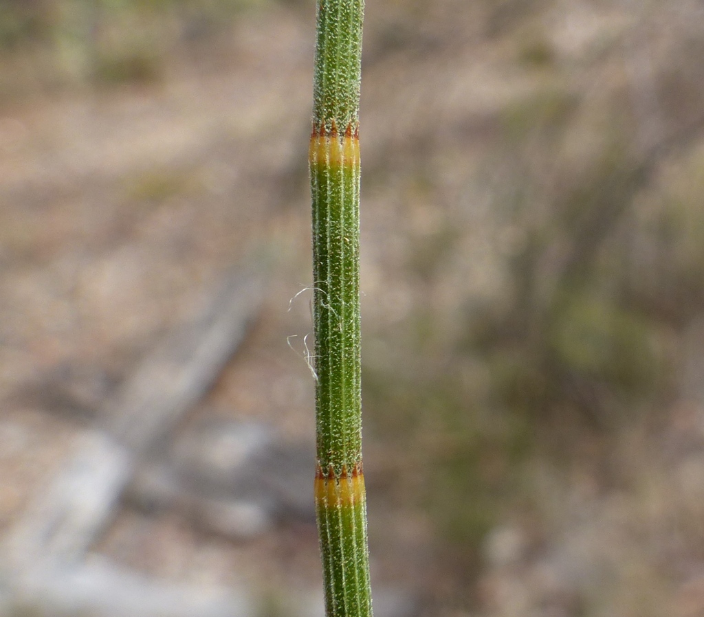 Allocasuarina luehmannii (hero image)