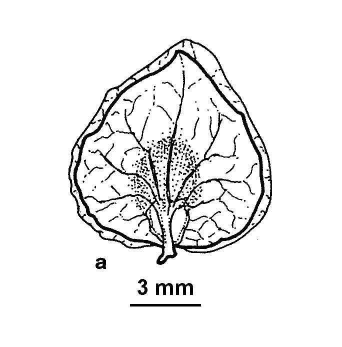 Atriplex hortensis (hero image)