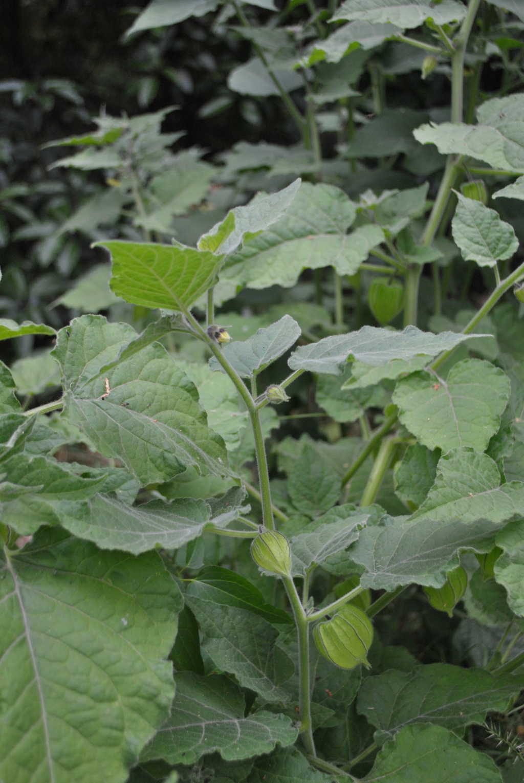 Physalis peruviana (hero image)