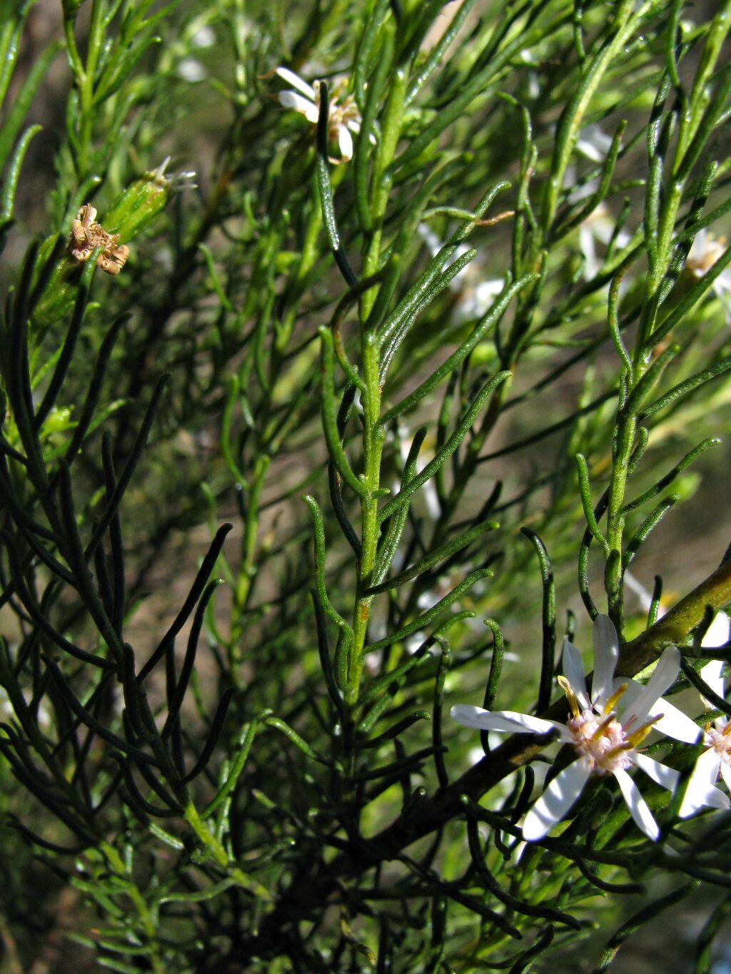 Olearia passerinoides subsp. glutescens (hero image)