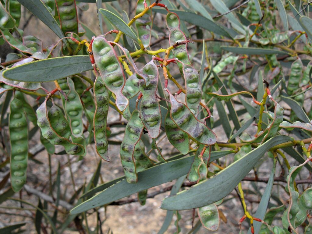 Acacia notabilis (hero image)