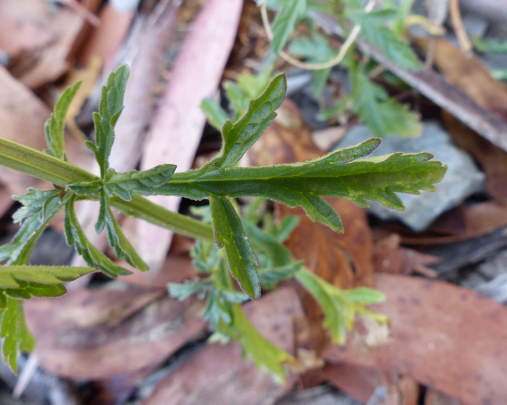 Verbena officinalis var. monticola (hero image)