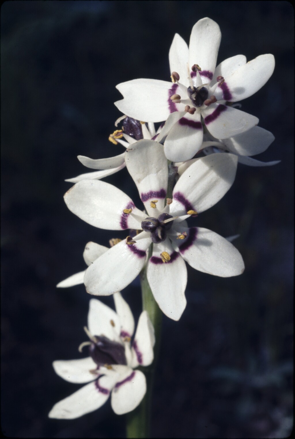 Wurmbea dioica (hero image)