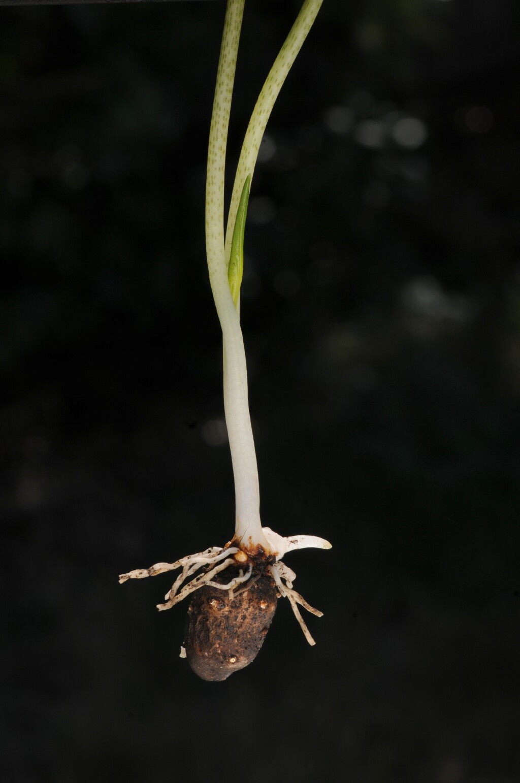 Araceae (hero image)