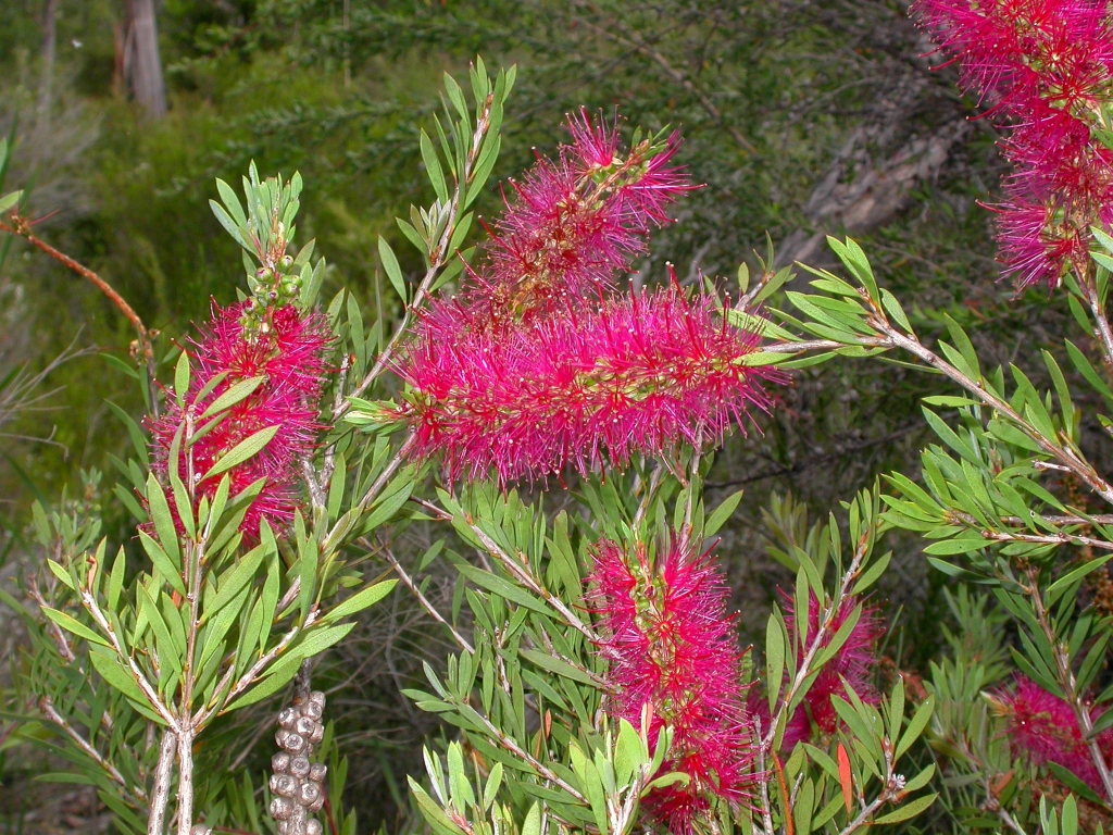 Callistemon forresterae (hero image)