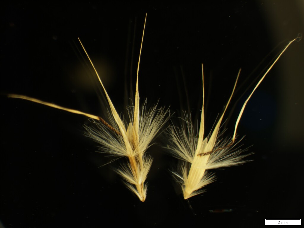 Rytidosperma caespitosum (hero image)