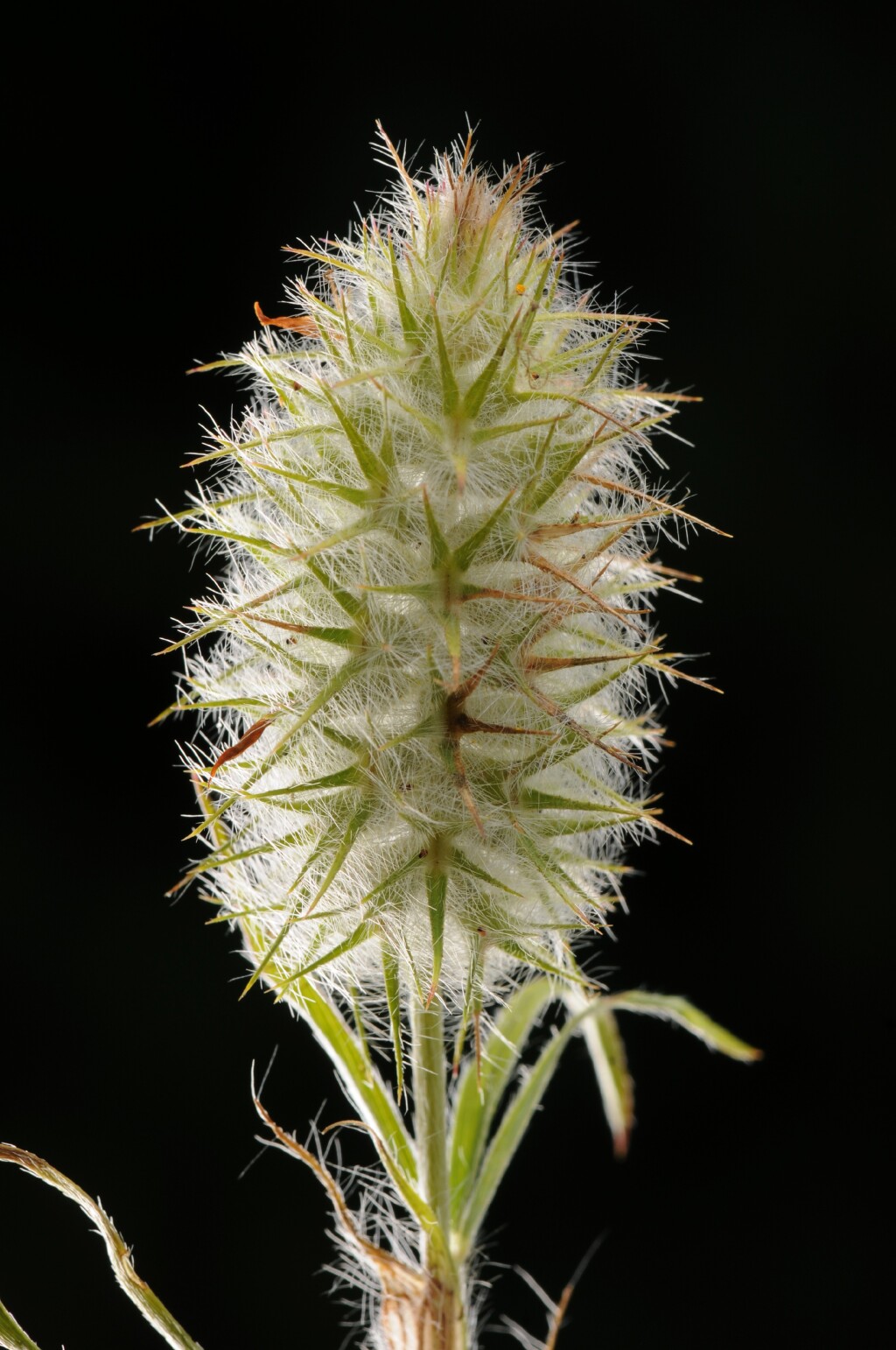 Trifolium angustifolium (hero image)