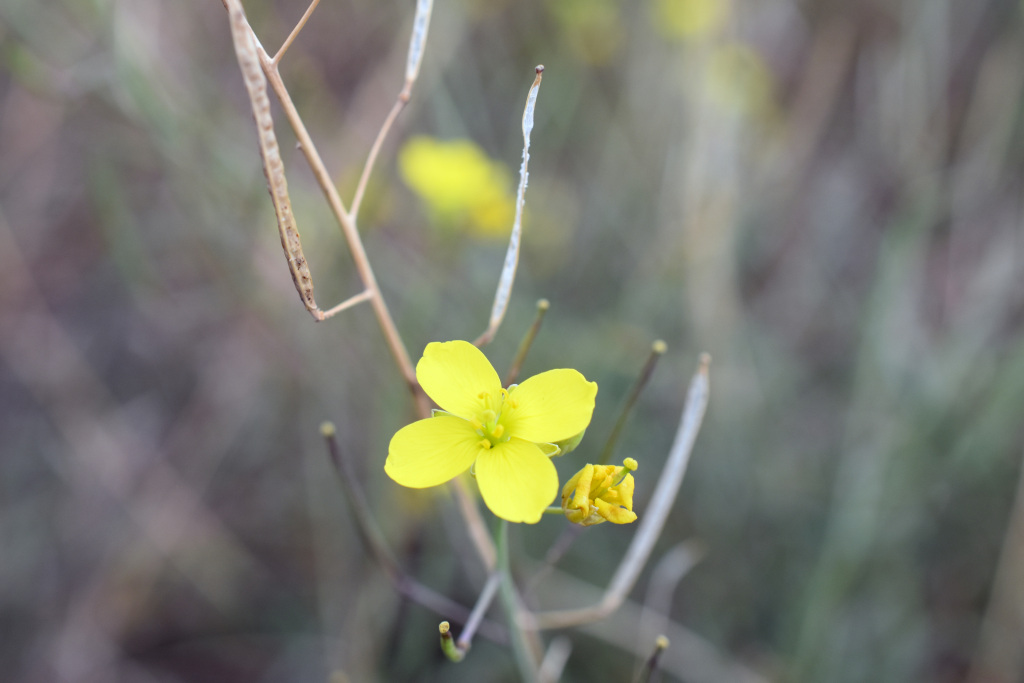 Diplotaxis tenuifolia (hero image)