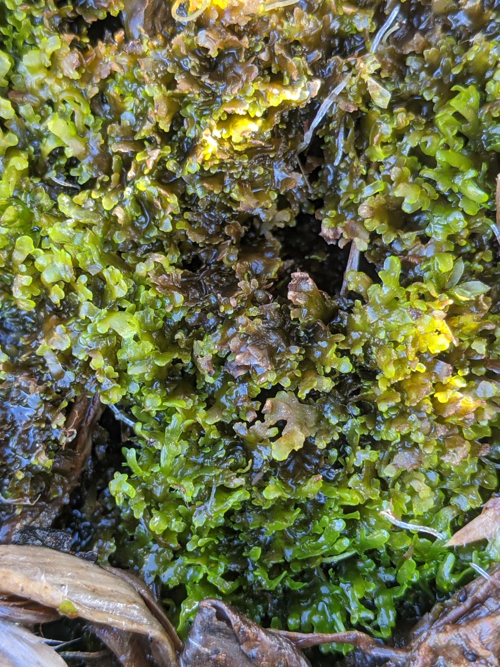 Riccardia (hero image)