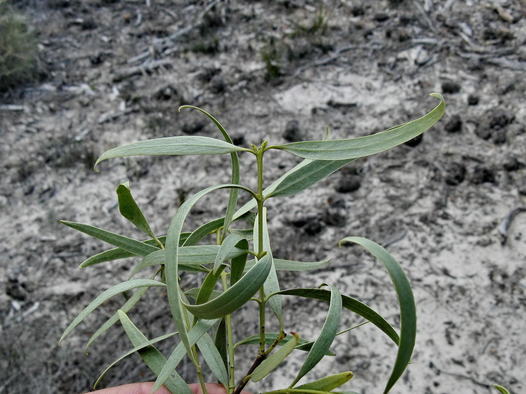 Santalum murrayanum (hero image)