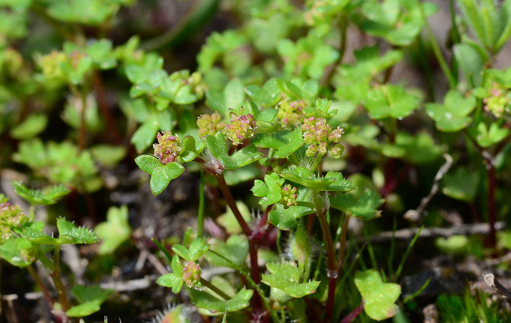 Hydrocotyle callicarpa (hero image)