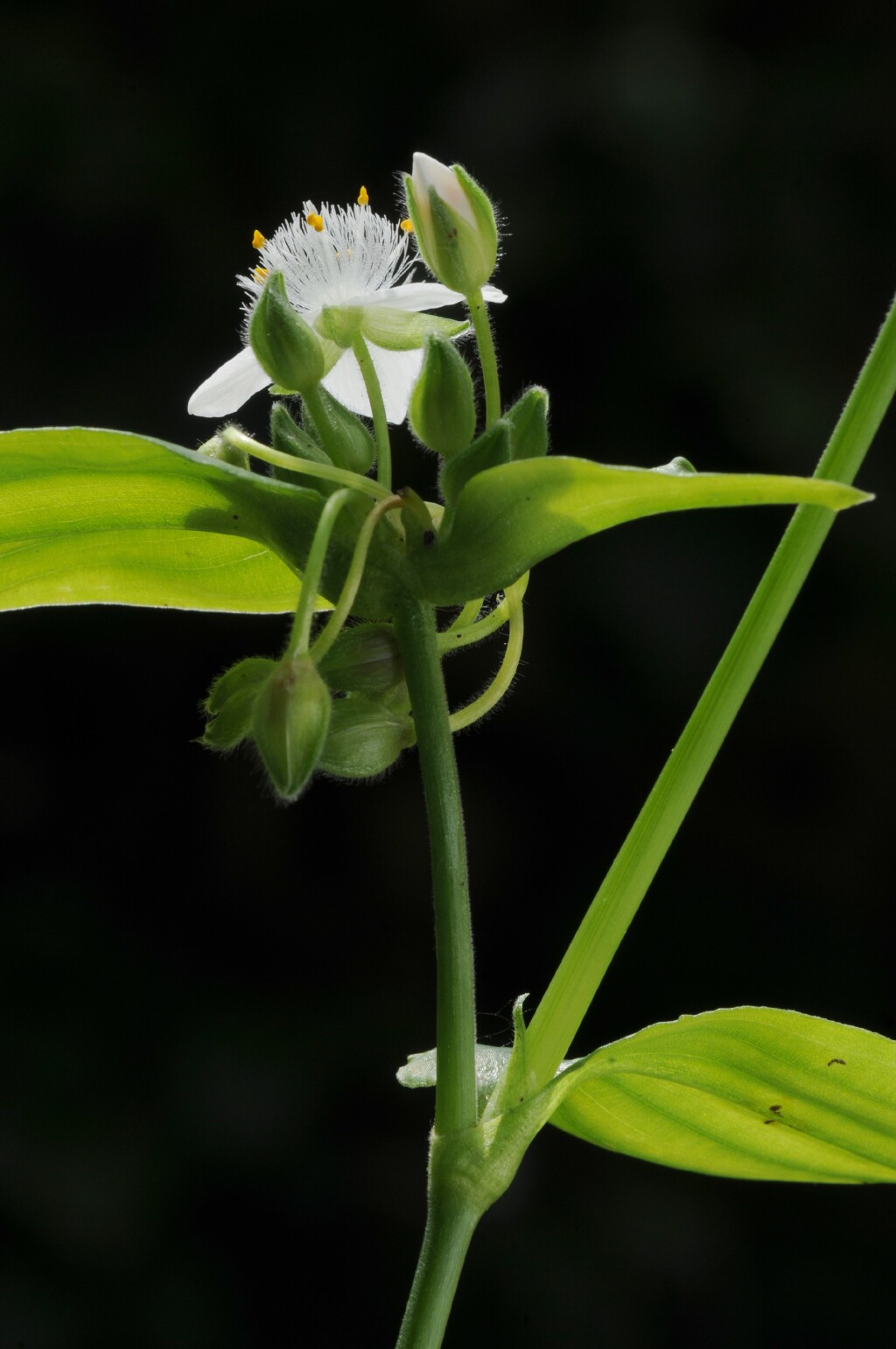 Tradescantia (hero image)