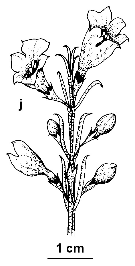 Eremophila scoparia (hero image)