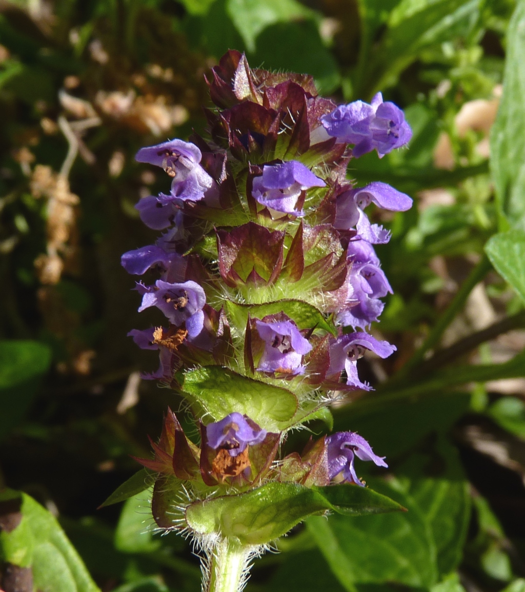 Prunella vulgaris (hero image)