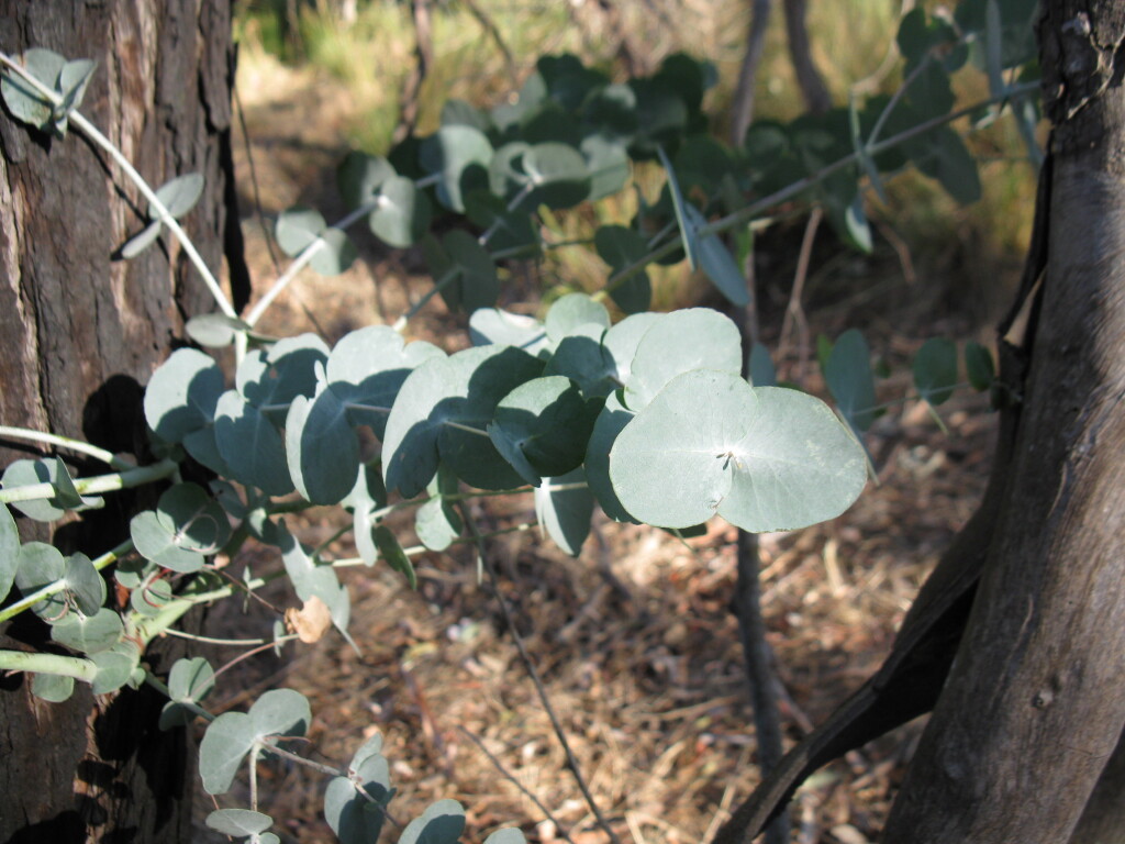 Eucalyptus cinerea (hero image)