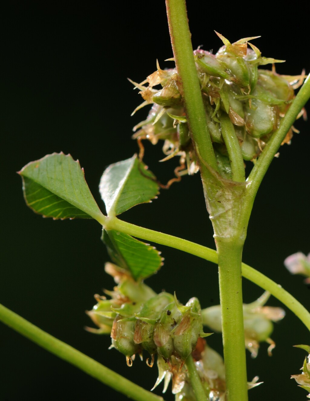 Trifolium cernuum (hero image)