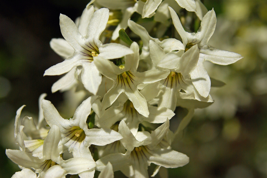 Cyphanthera anthocercidea (hero image)