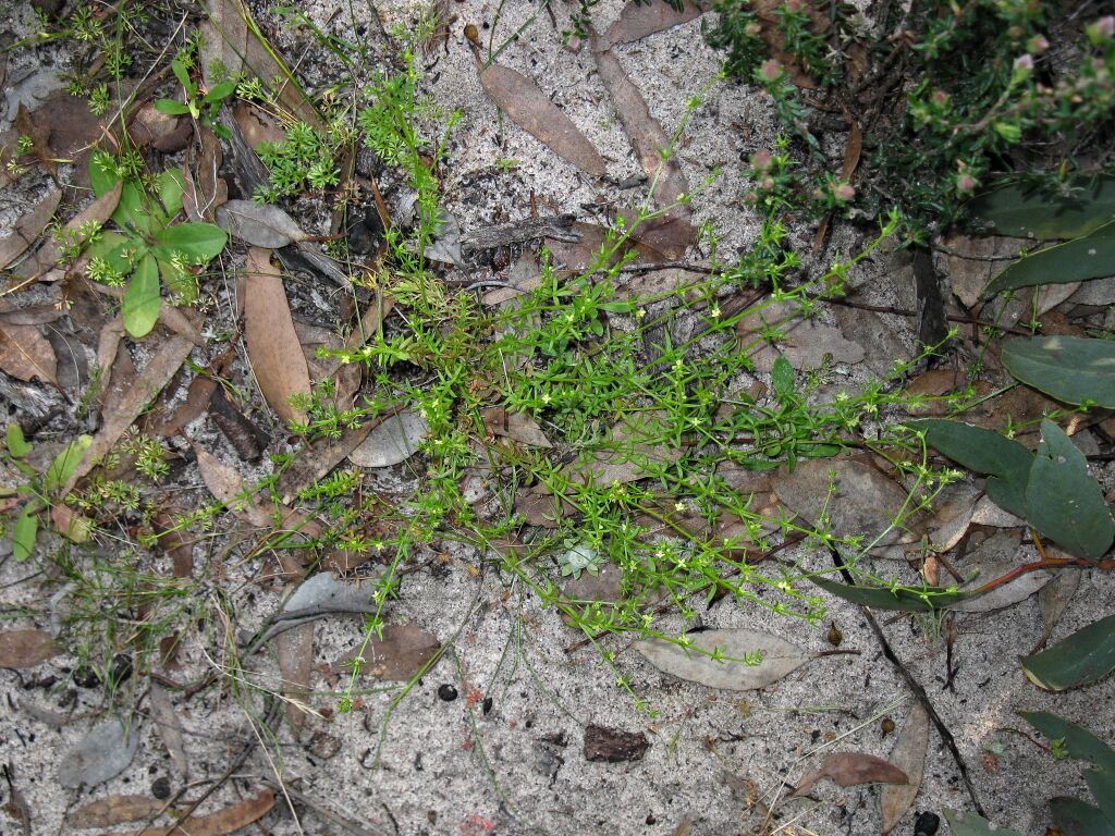 Galium gaudichaudii (hero image)