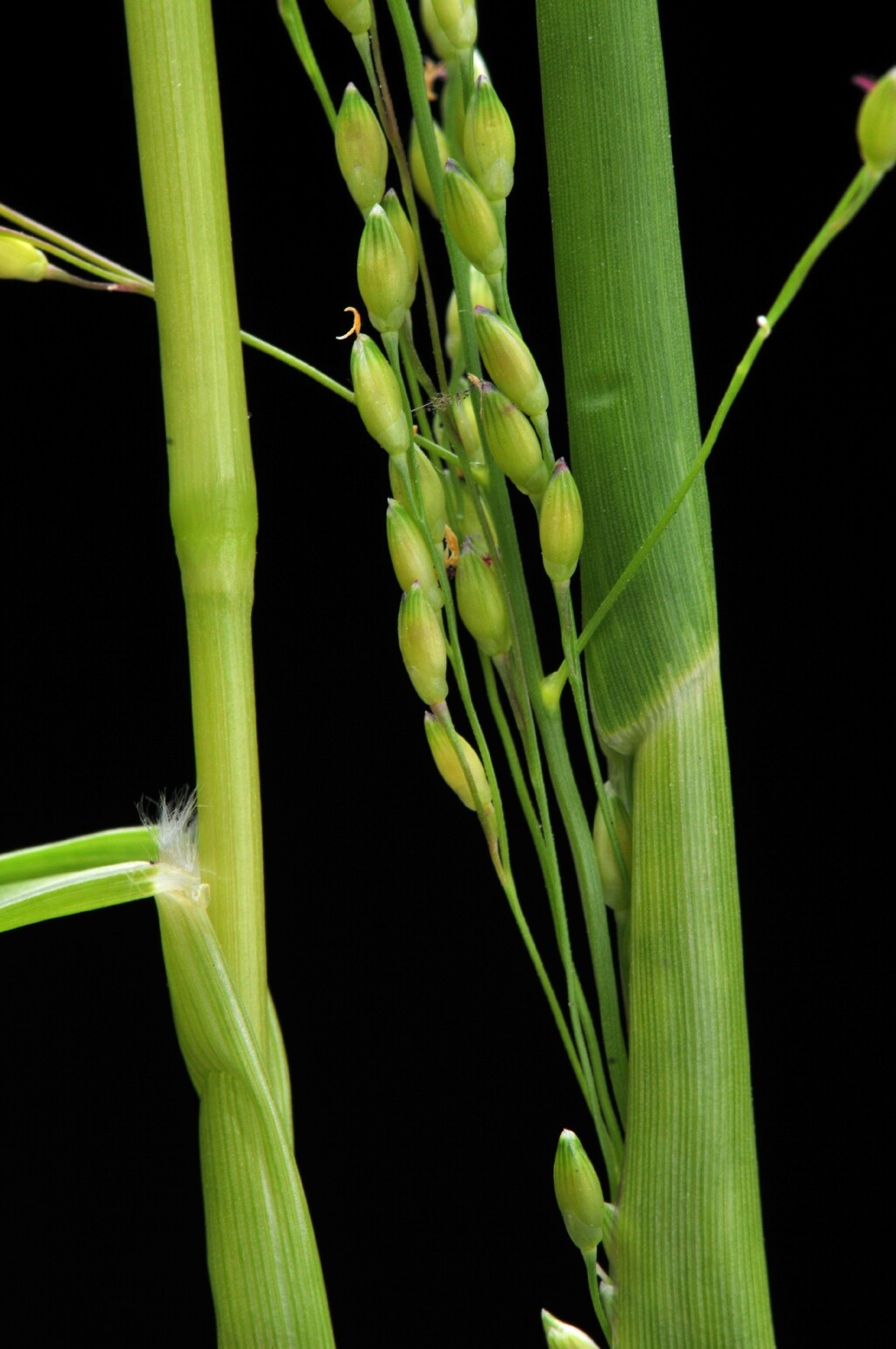 Panicum gilvum (hero image)