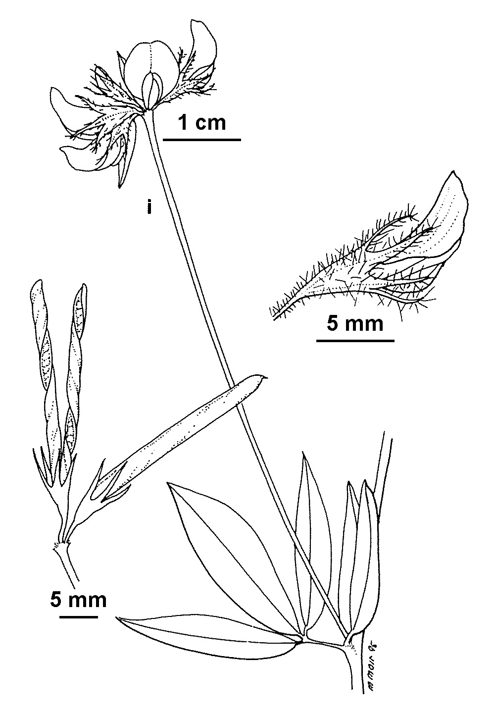 Lotus preslii (hero image)