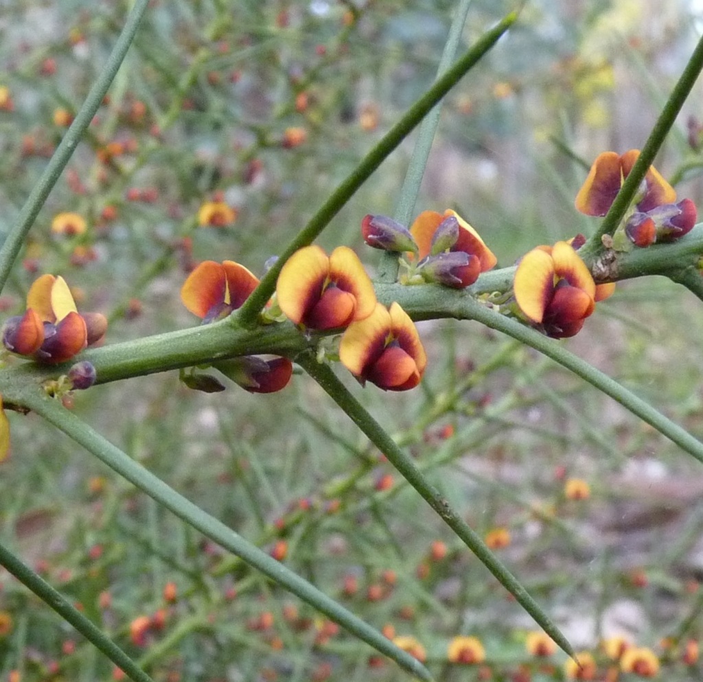 Daviesia genistifolia (hero image)