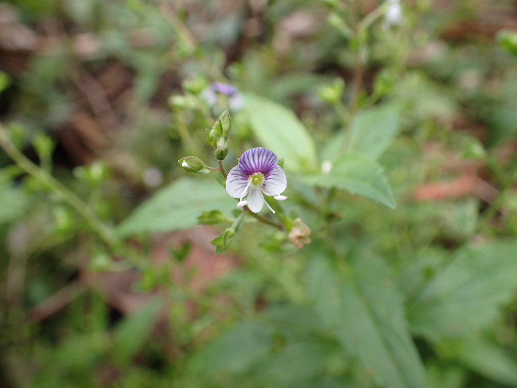 Veronica grosseserrata (hero image)
