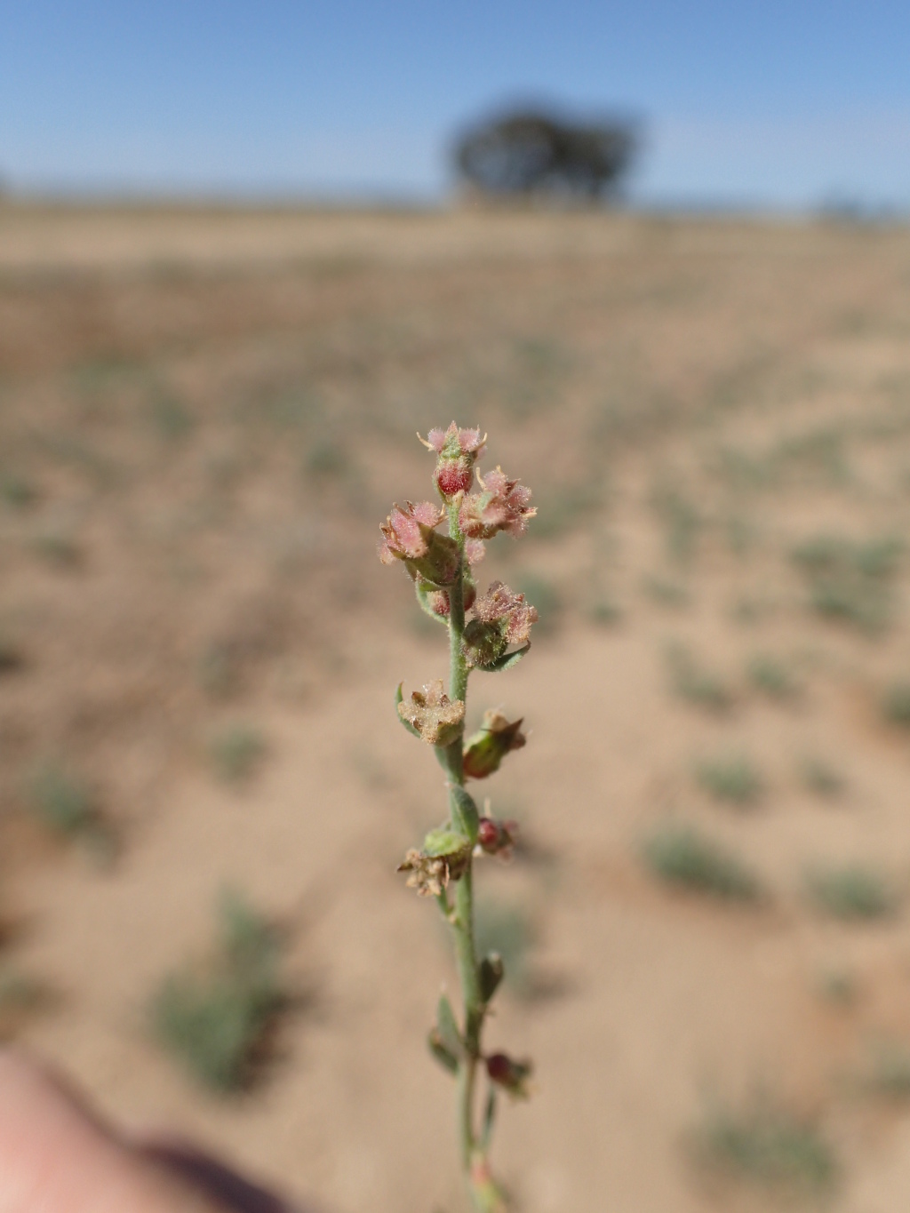 Haloragis glauca f. glauca (hero image)