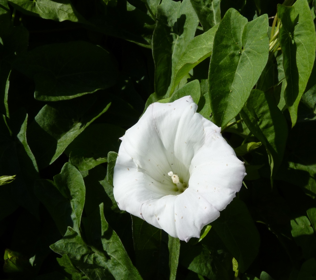 Calystegia (hero image)