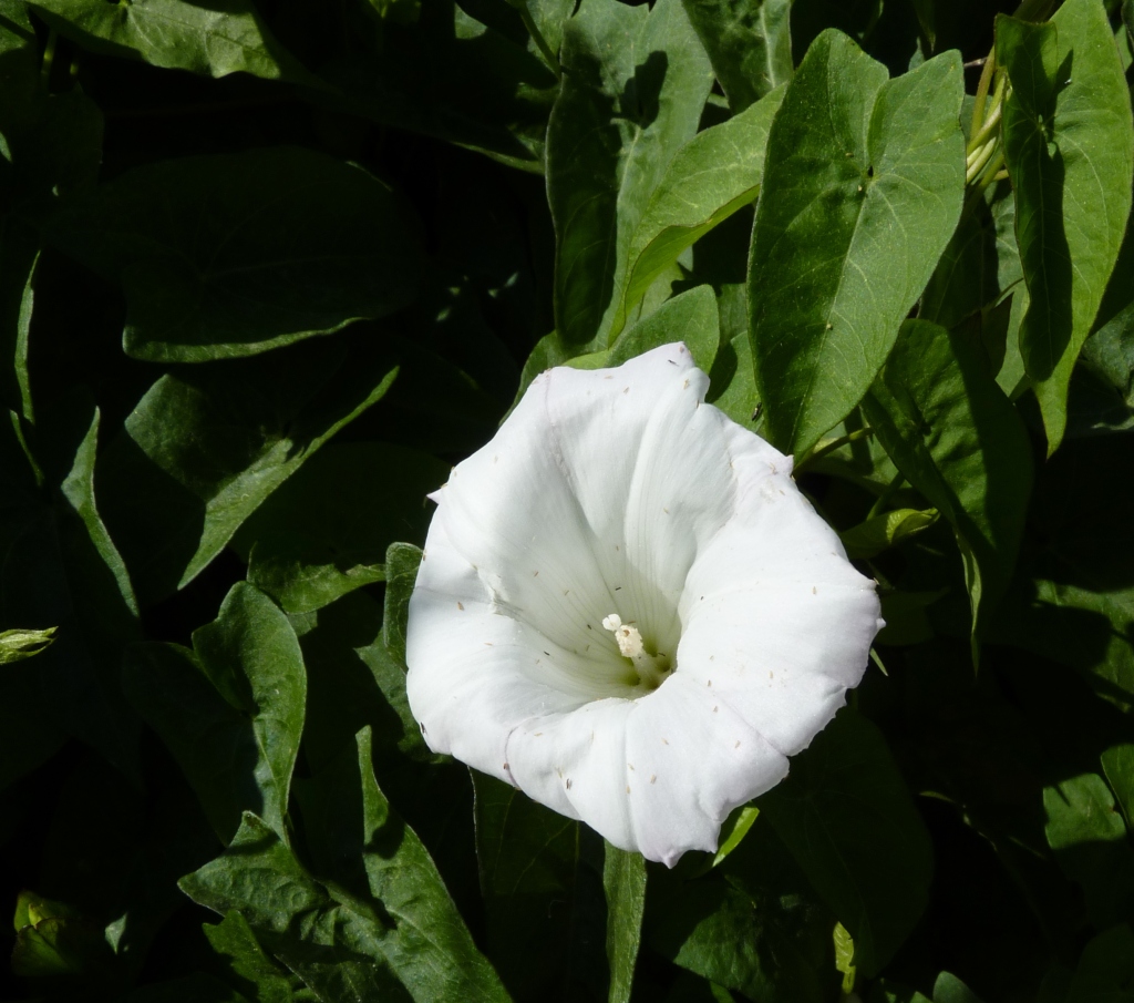 Calystegia sepium (hero image)