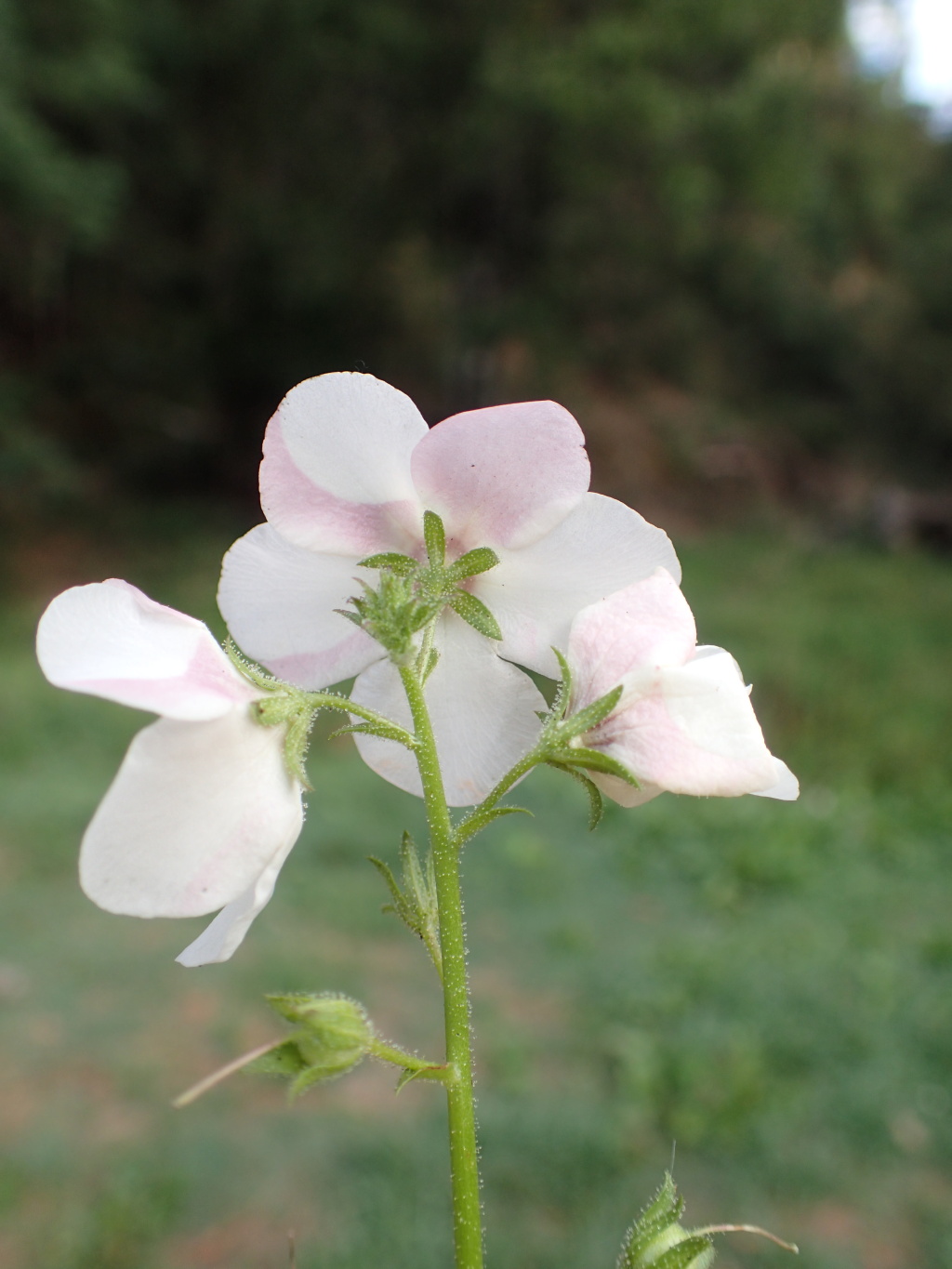 Verbascum blattaria (hero image)