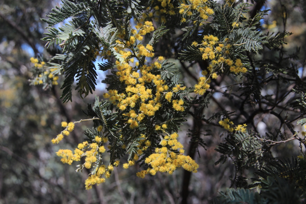 Acacia dealbata subsp. subalpina (hero image)